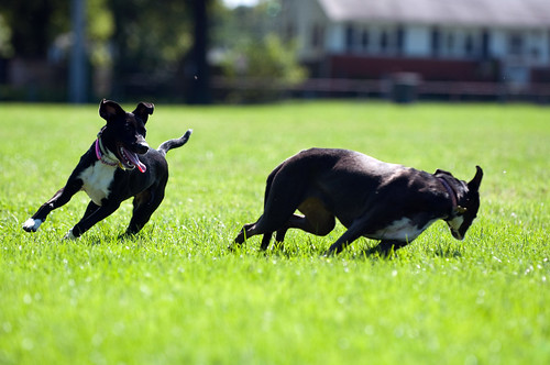 Two very different dogs, sort of