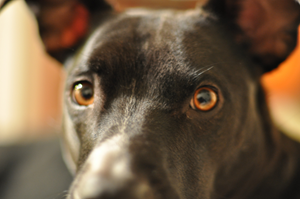 Some things are in focus for my dog, Dagny