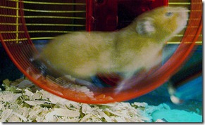 Hamster wheel